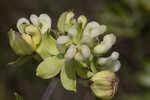 Largeflower milkweed